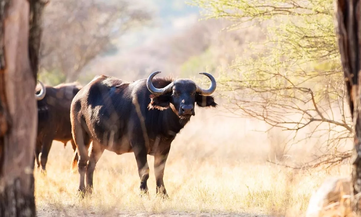 Mziki Safari Lodge Mziki Private Game Reserve Yuppiestay Accommodation (30)