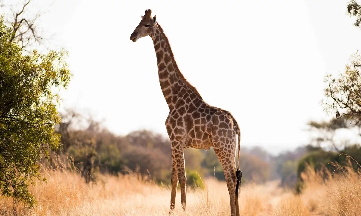 Mziki Safari Lodge Mziki Private Game Reserve Yuppiestay Accommodation (31)