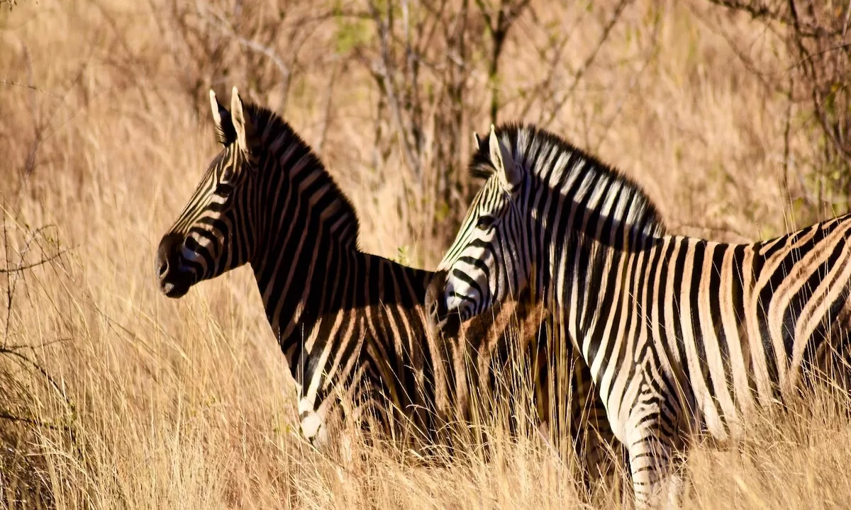 Mziki Safari Lodge Mziki Private Game Reserve Yuppiestay Accommodation (33)