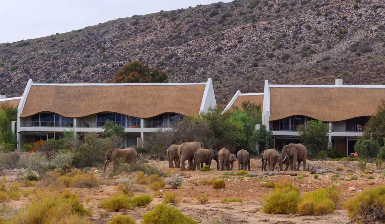 Sanbona Wildlife Reserve. Barrydale. Western Cape. South Africa