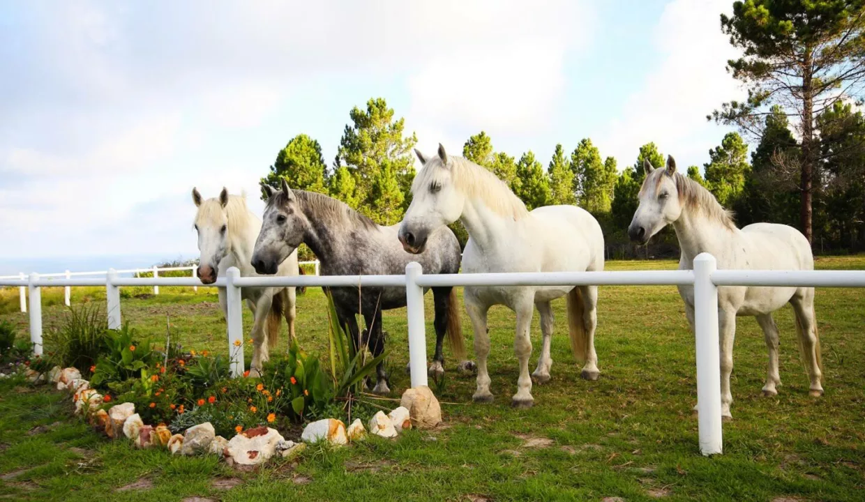 T'Niqua Stable Inn Accommodation Yuppiestay11