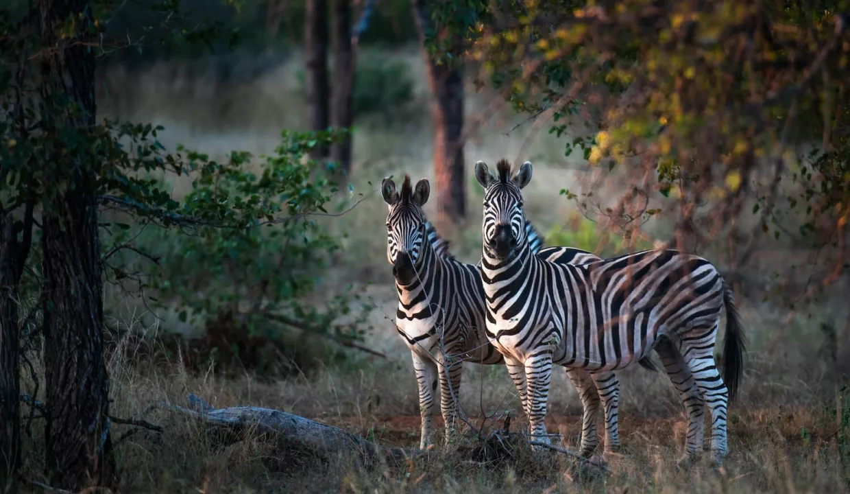 Abelana River Lodge Phalaborwa Yuppiestay Accommodation (38)