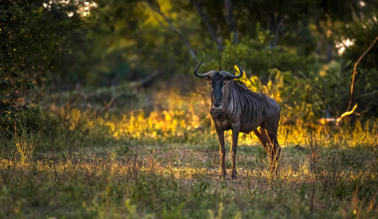Abelana River Lodge Phalaborwa Yuppiestay Accommodation (40)