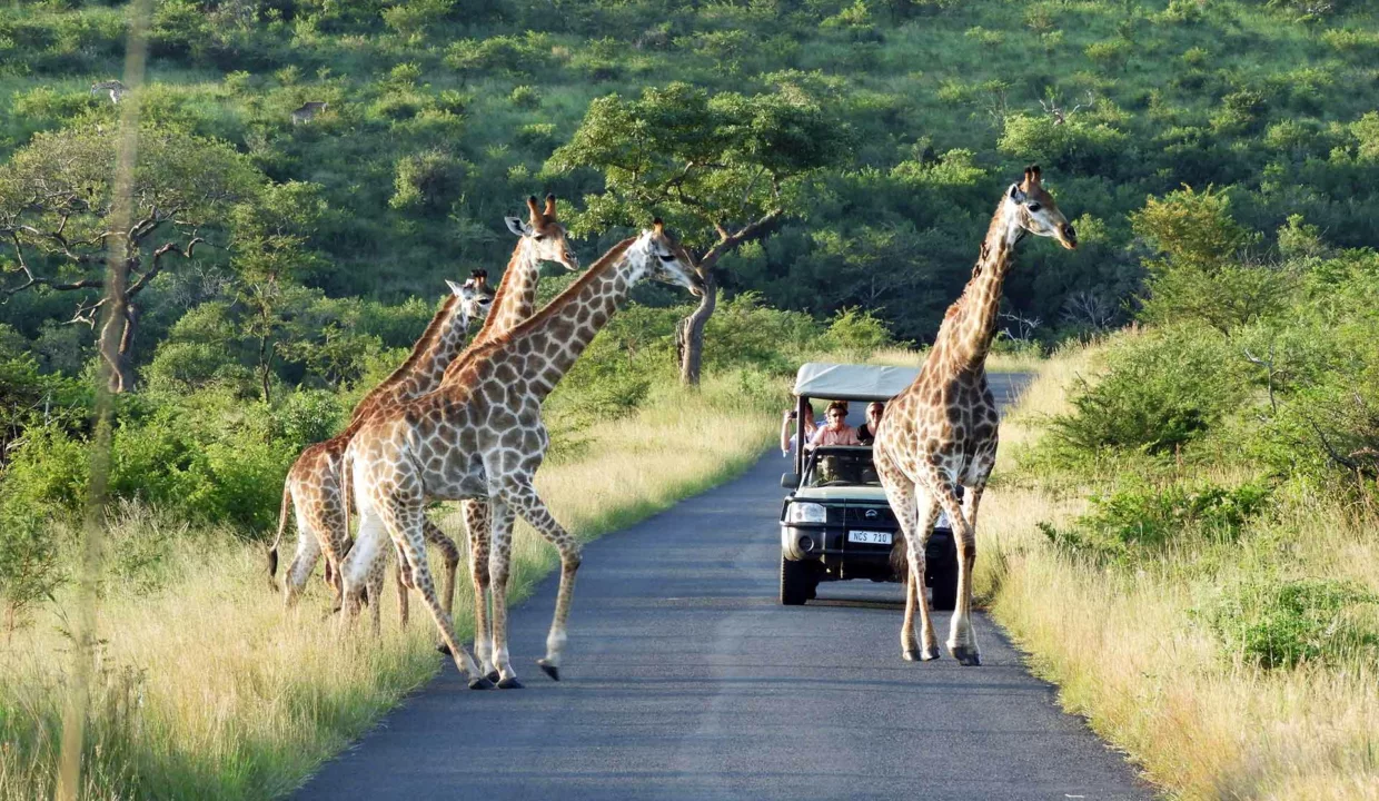 Rhino Ridge Safari Lodge Accommodation By Yuppiestay5