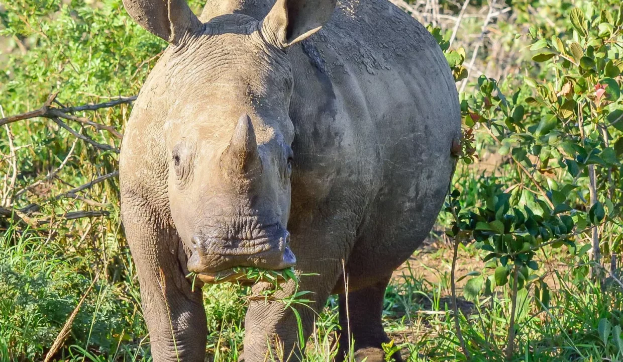 Rhino Ridge Safari Lodge Accommodation By Yuppiestay7