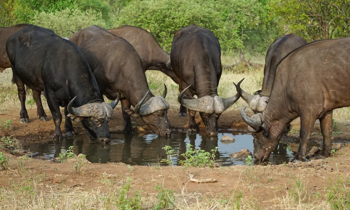 Makalali Main Lodge Makalali Private Game Reserve, Hoedspruit Yuppiestay Accommodation (22)
