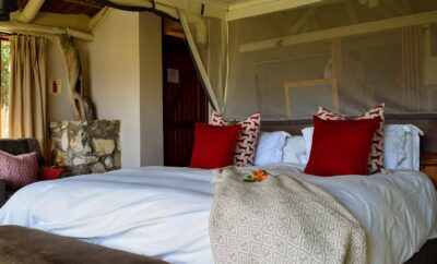 Lagoon Lodge – Forest View — MOSAIC Lagoon Lodge