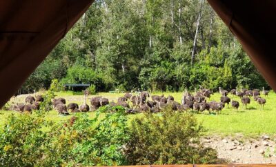family tent 8 — Old Mill lodge, Working Ostrich Farm & Restaurant