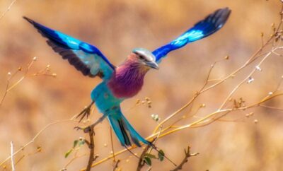 Mpumalanga Adventure Guide: Kruger Safaris, Panorama Routes and Mountain Escapes